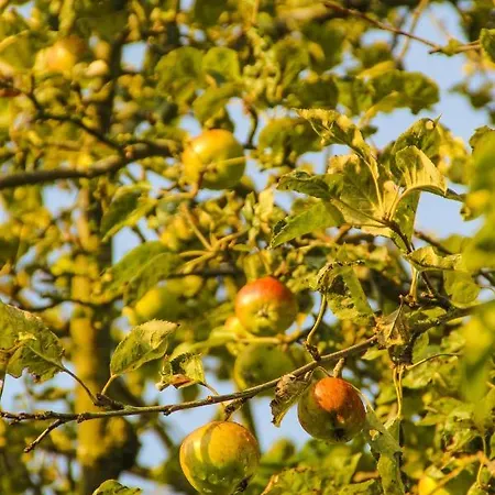 Appartamento Gutshof Dubnitz - 1 